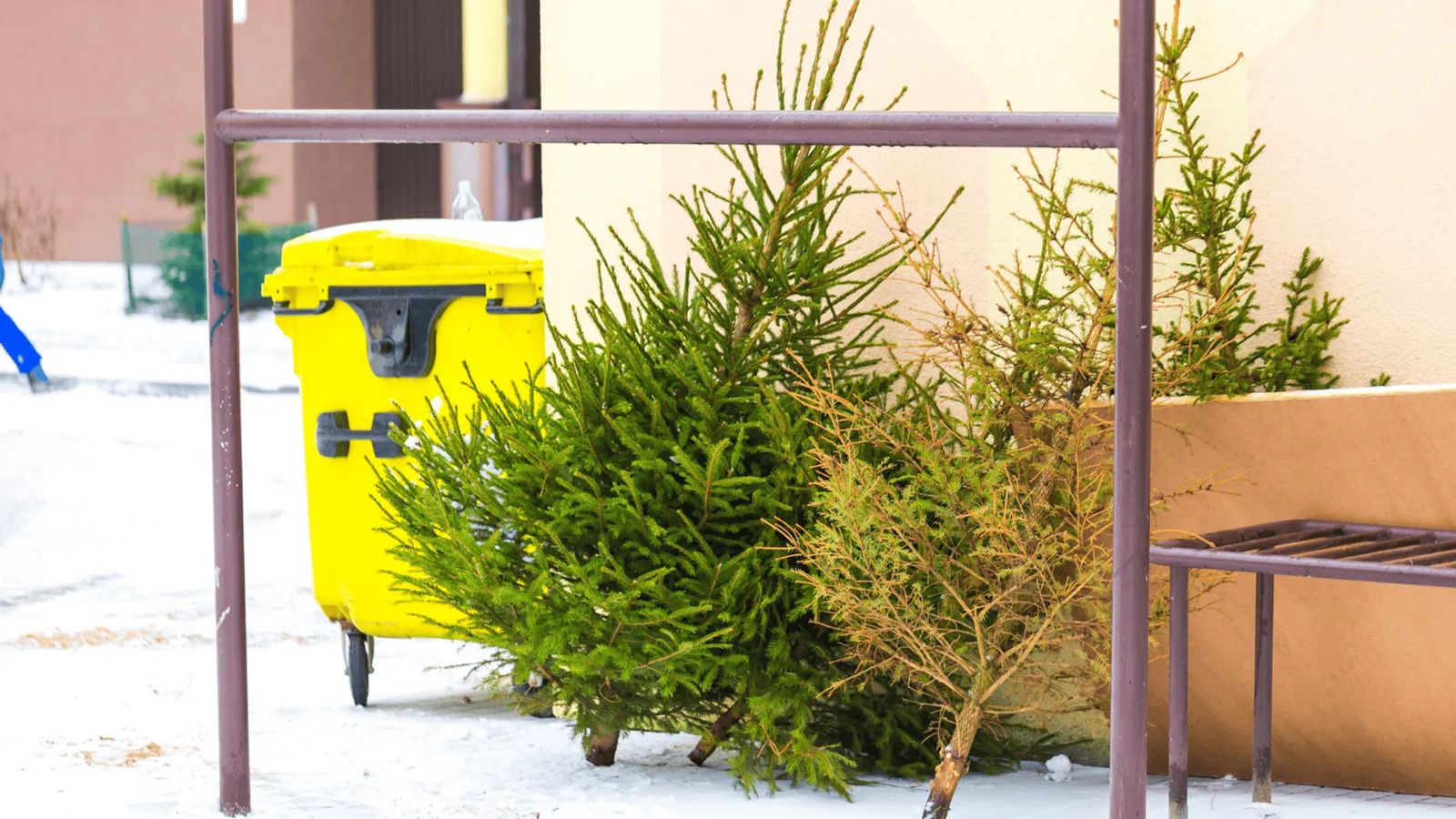 Surowa kara za wyrzucenie choinki. Polacy wciąż nie mają pojęcia, iż popełniają błąd