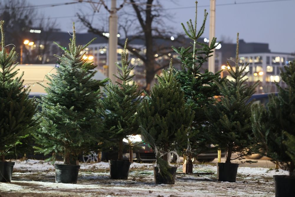 Koniecznie przyjrzyj się choince. Chwila nieuwagi i szkodniki rozpełzną się po domu
