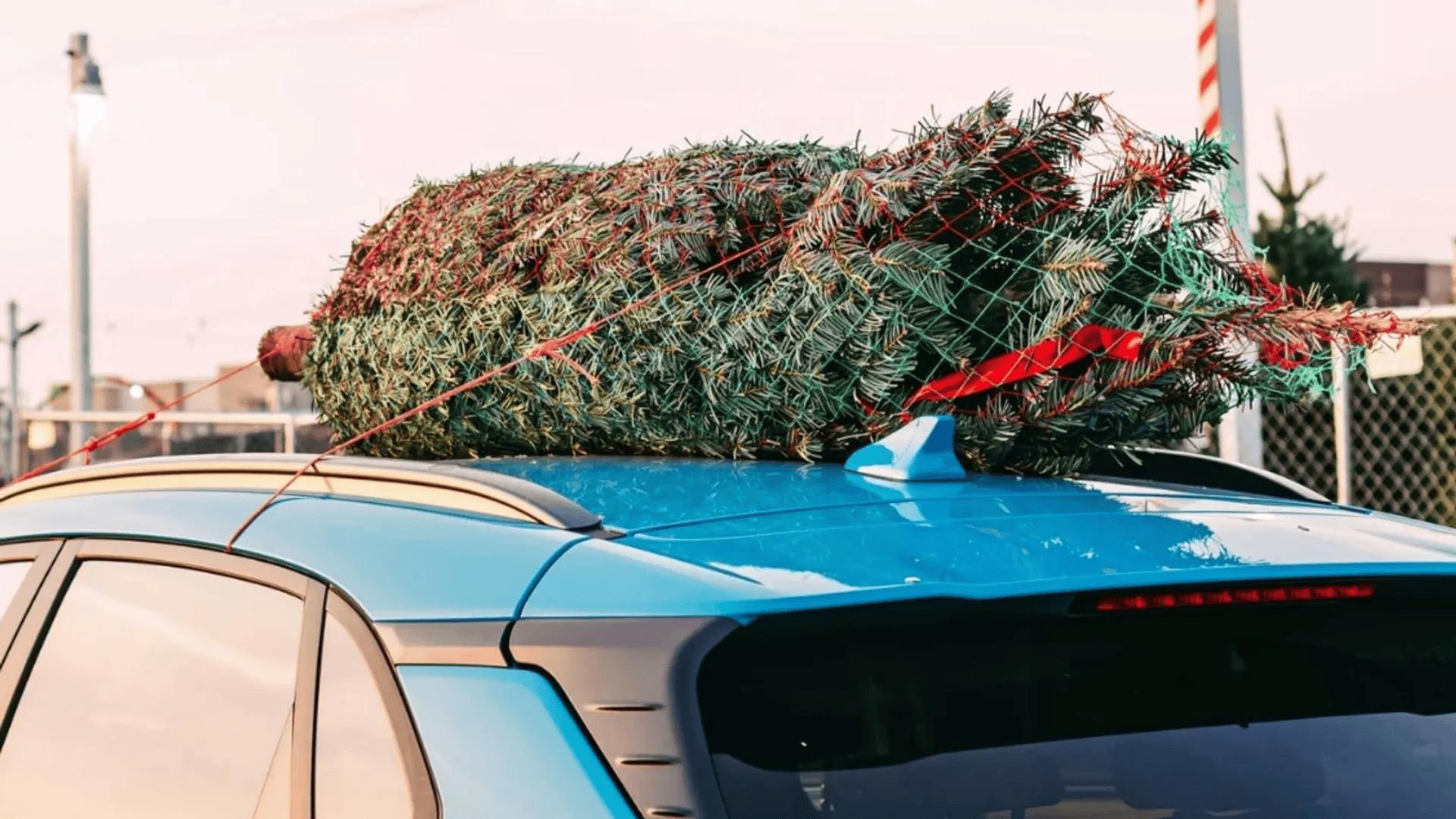 Surowa kara za wyrzucenie choinki. Polacy wciąż nie mają pojęcia, że popełniają błąd