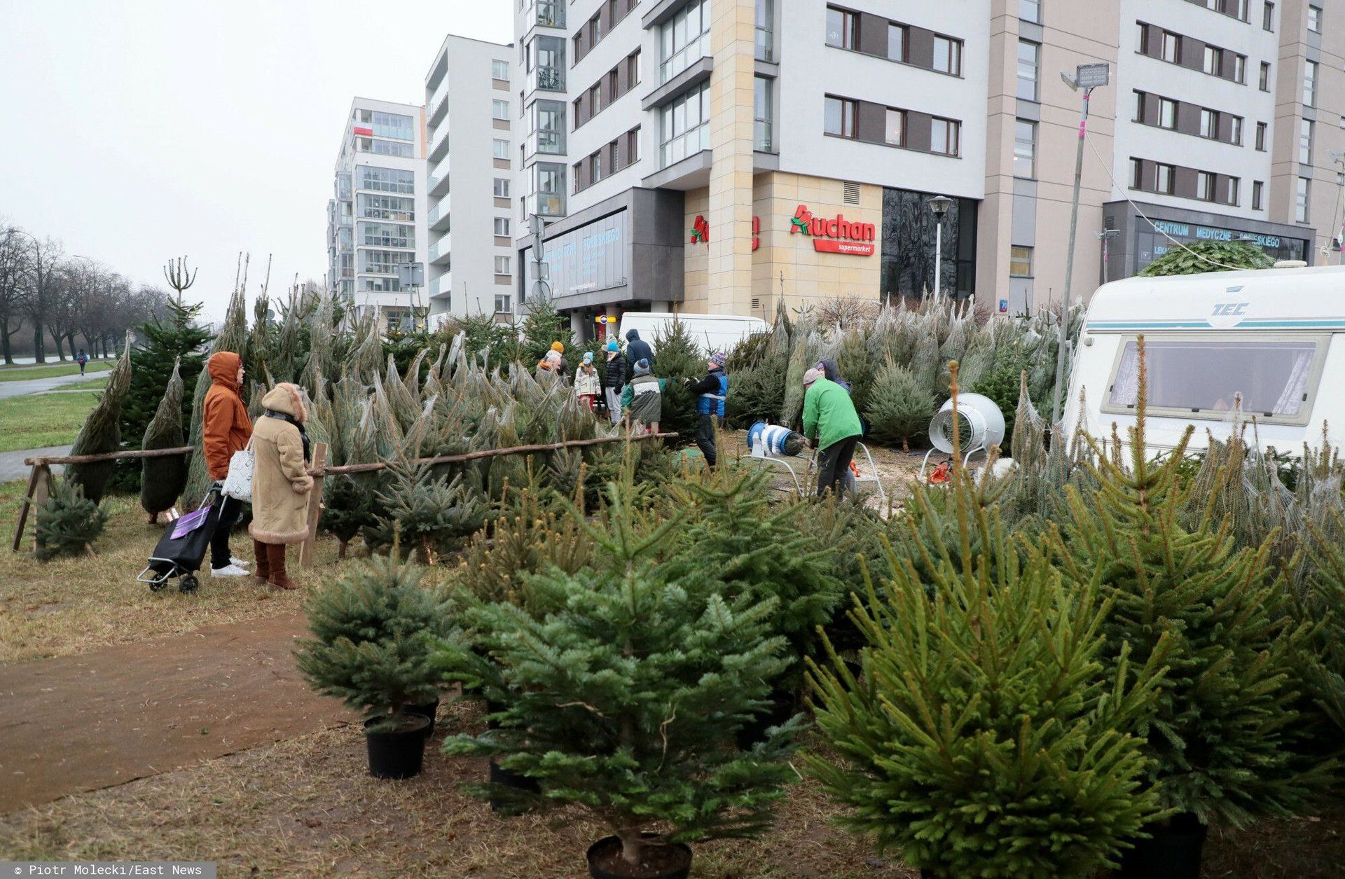 Ceny choinek w 2025 roku szokują. Polacy zapłacą więcej przed Bożym Narodzeniem