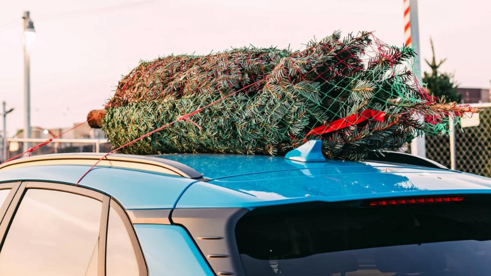 Surowe kary za przewożenie choinki. W tym przypadku można dostać choćby 500 zł mandatu