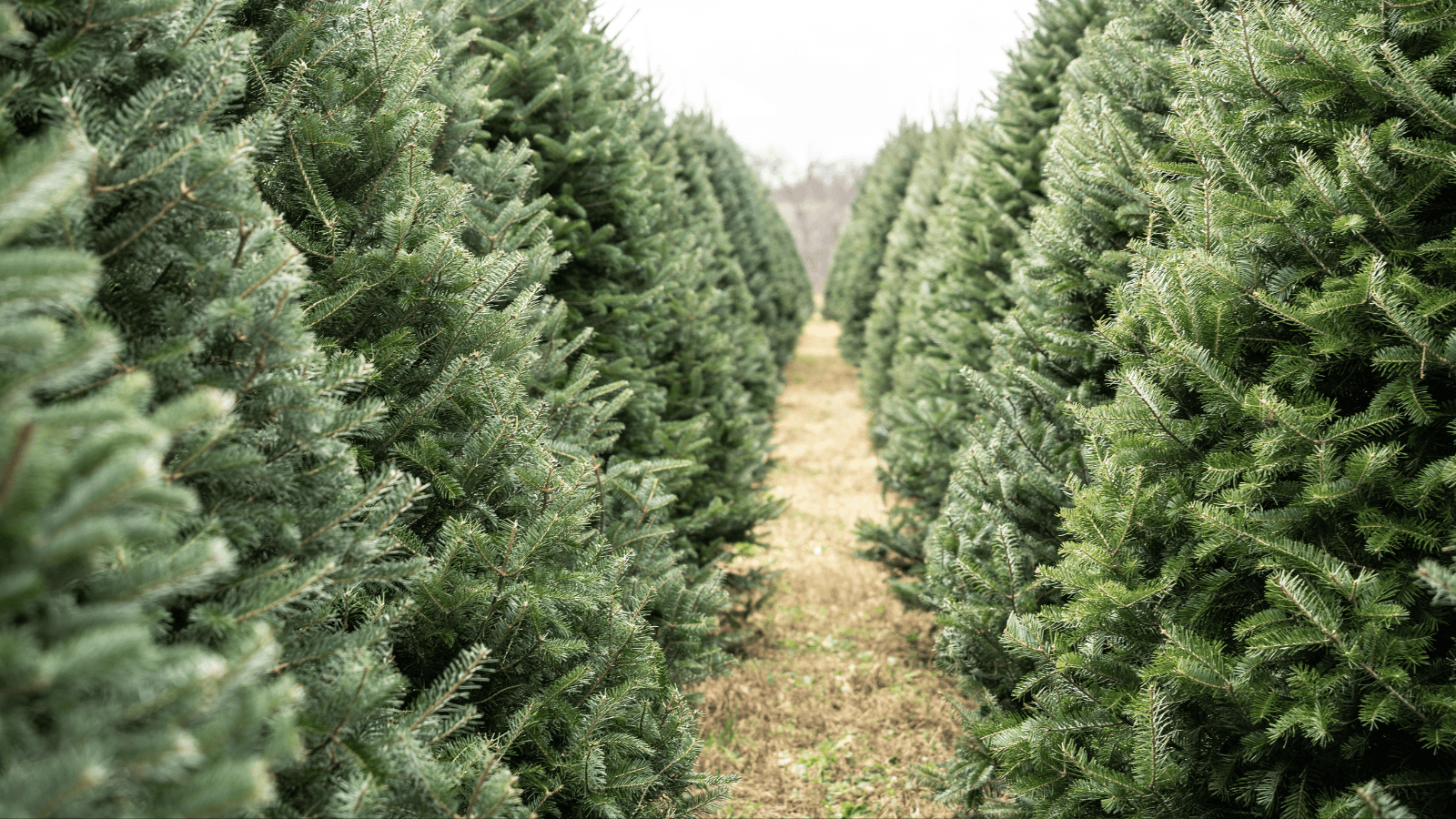 Mandat do 500 zł albo grzywna 5000 zł. Policja wkroczyła do akcji przed Bożym Narodzeniem