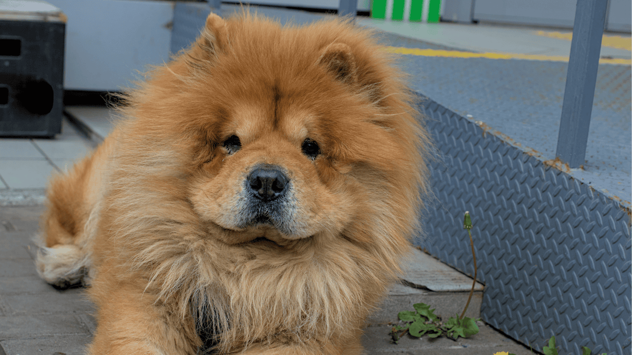 chow chow (2).png