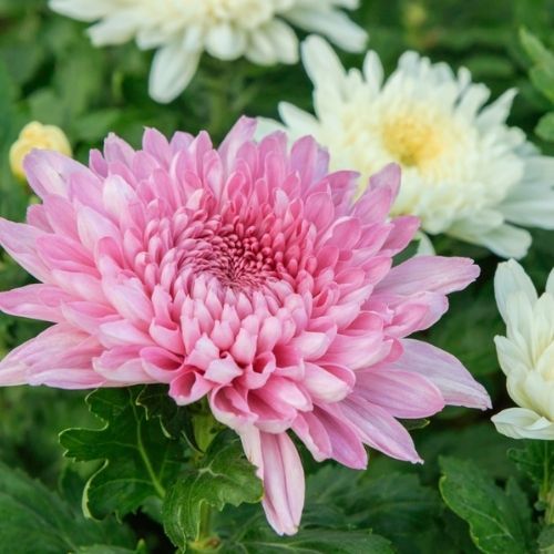 Kupujemy je na 1 listopada. Herbata z tych kwiatów pomaga zgubić kilogramy