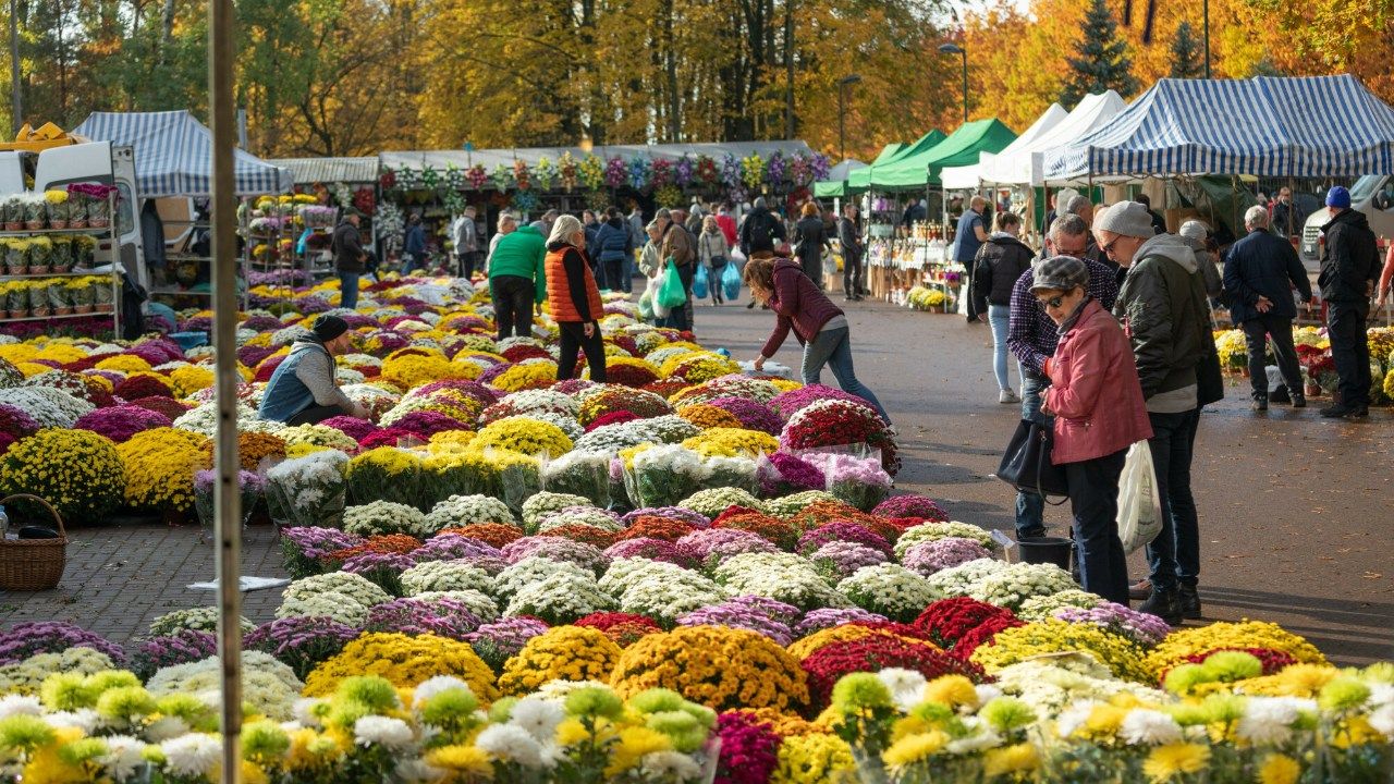 chryzantemy Wszystkich Świętych