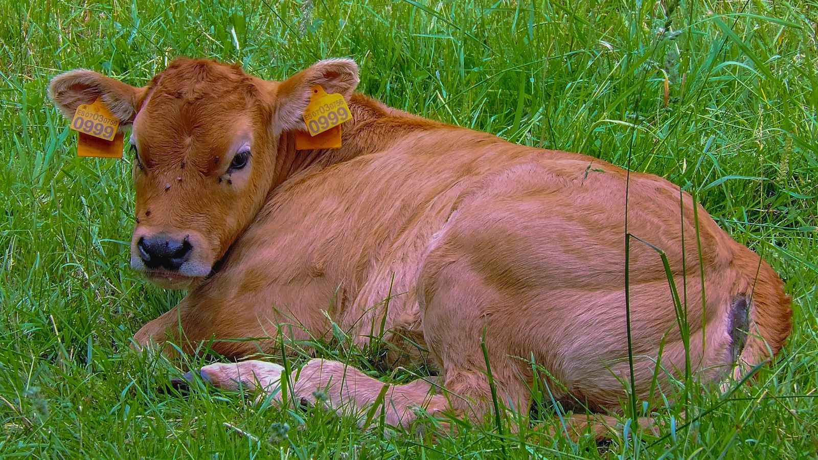 Dramatyczna scena na drodze pod Siedlcami. Z jadącego pojazdu wypadło żywe zwierzę