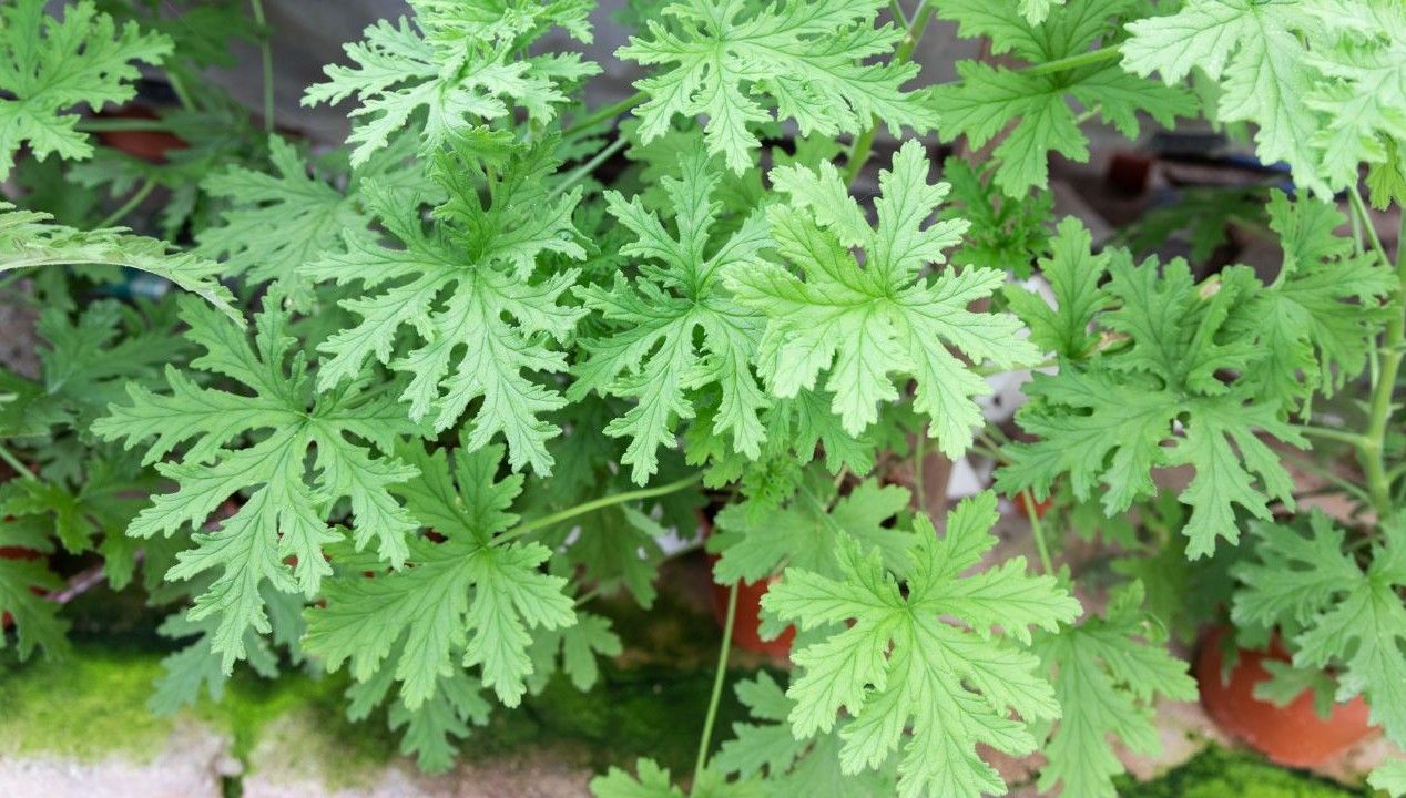 citronella