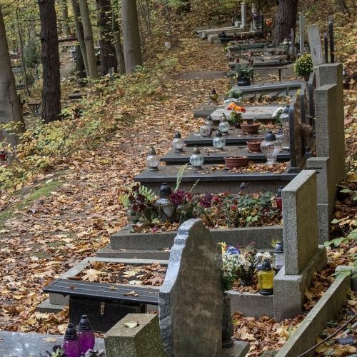 Zapomnij o sztucznych kwiatach na cmentarzu. Te rośliny zachwycają nawet zimą
