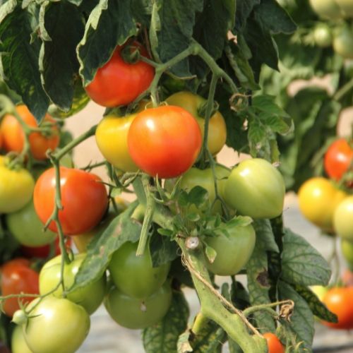 co zrobić z krzaczkami pomidorów po sezonie?