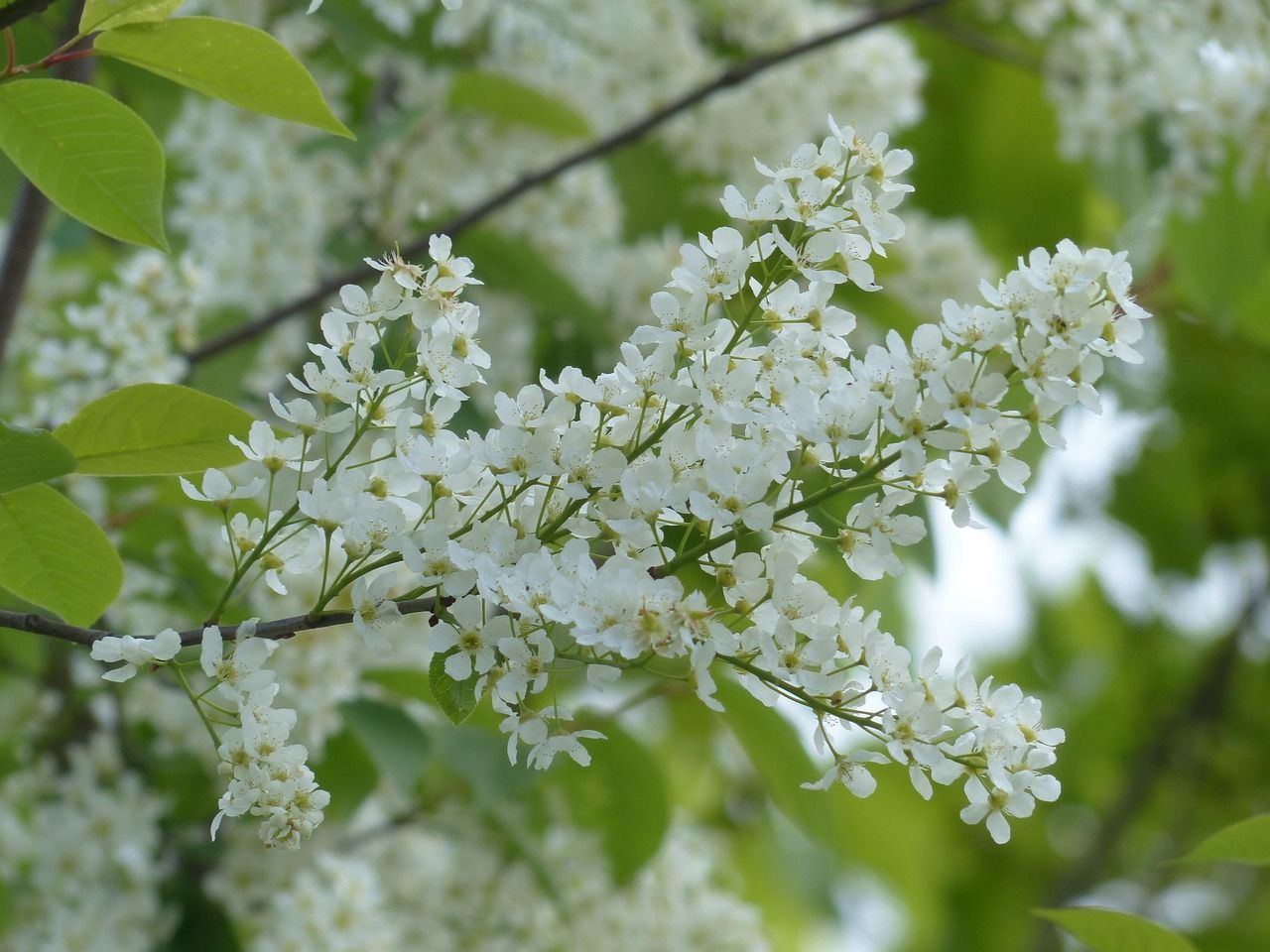 common-bird-cherry-115225_1280.jpg