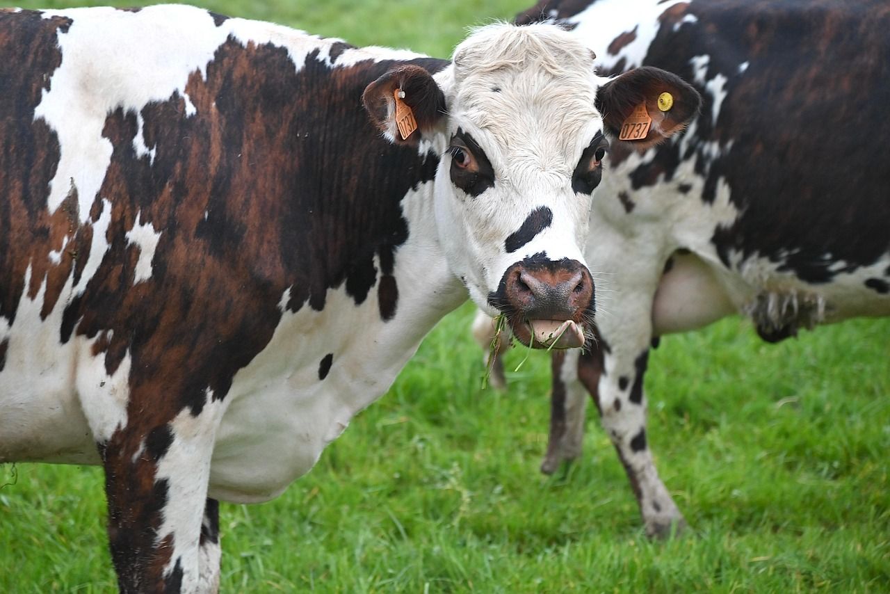 cow-7957275_1280 (1).jpg