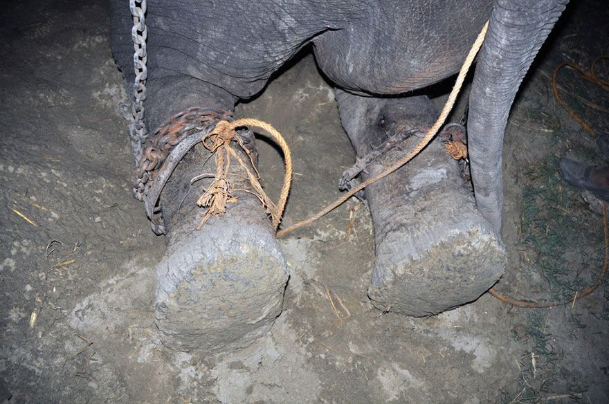 crying-elephant-raju-rescued-chained-50-years-5.jpg