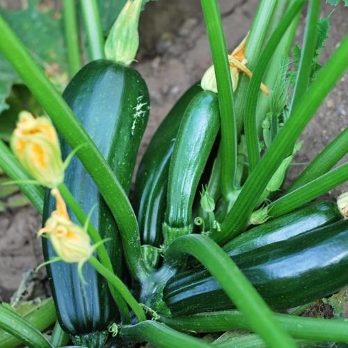 Pakuję startą cukinię do słoików i mam na lata. Pachnie nieziemsko i jeszcze lepiej smakuje