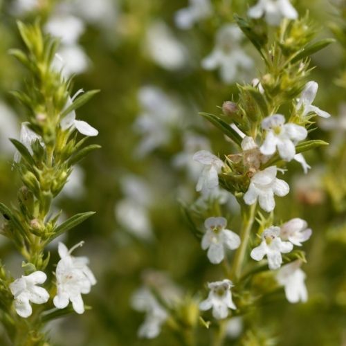 Suszę co jesień, mam tego pełne torby. Nic tak dobrze nie smakuje