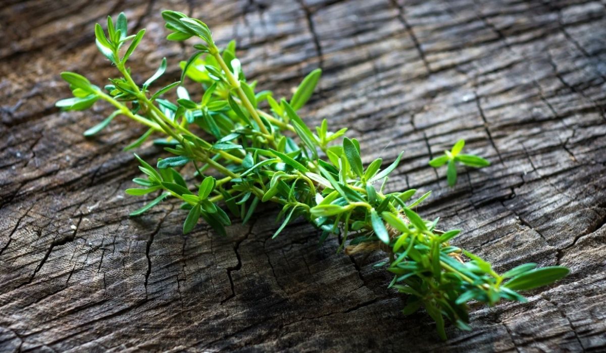 Suszę co jesień, mam tego pełne torby. Nic tak dobrze nie smakuje