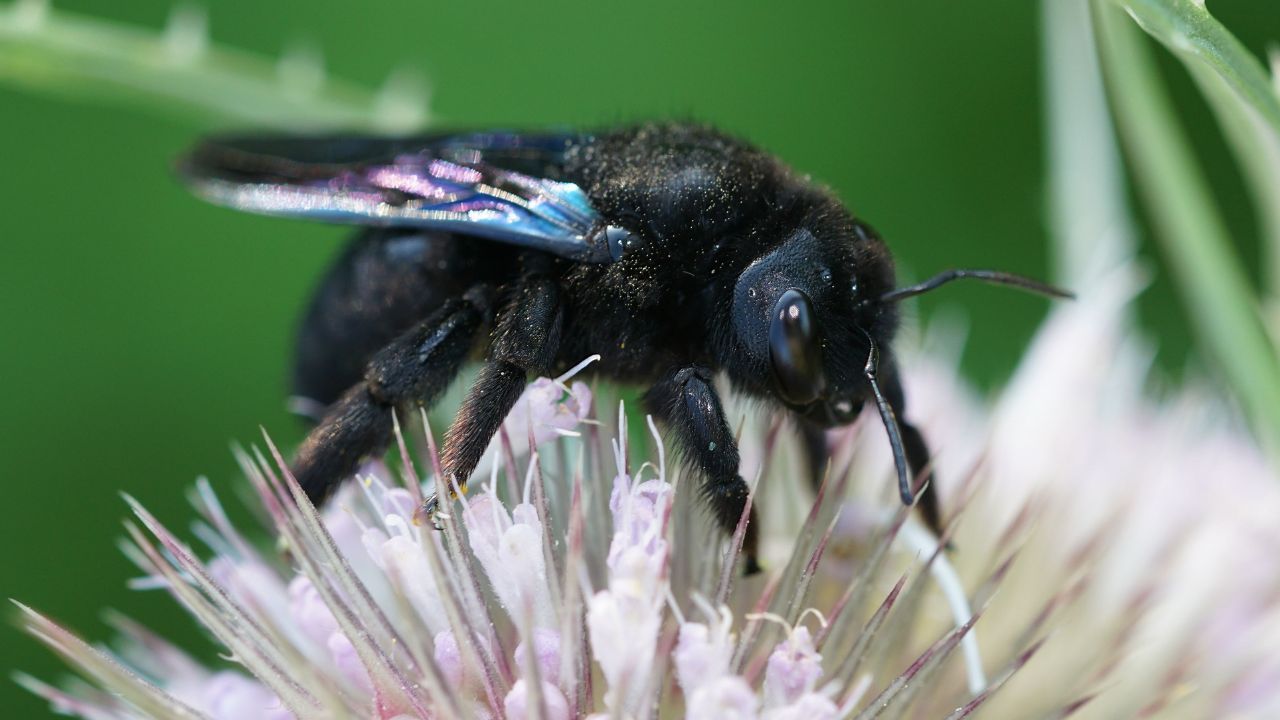 czarna pszczoła