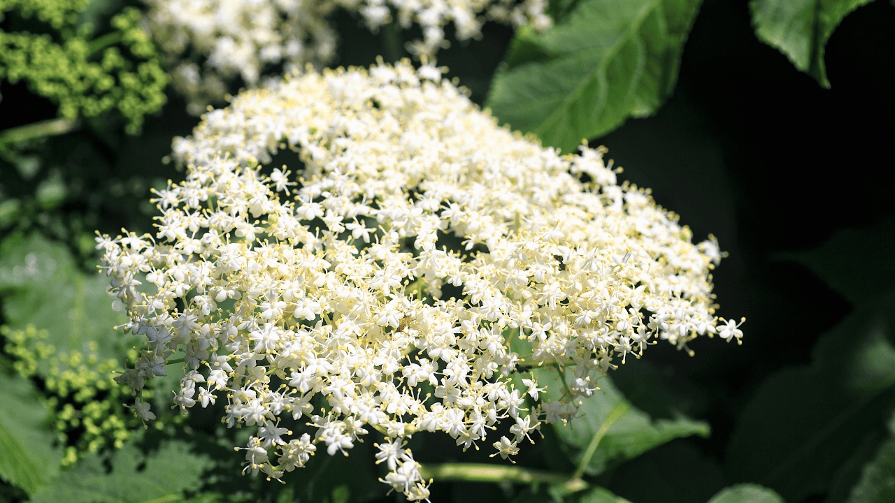 czarny bez