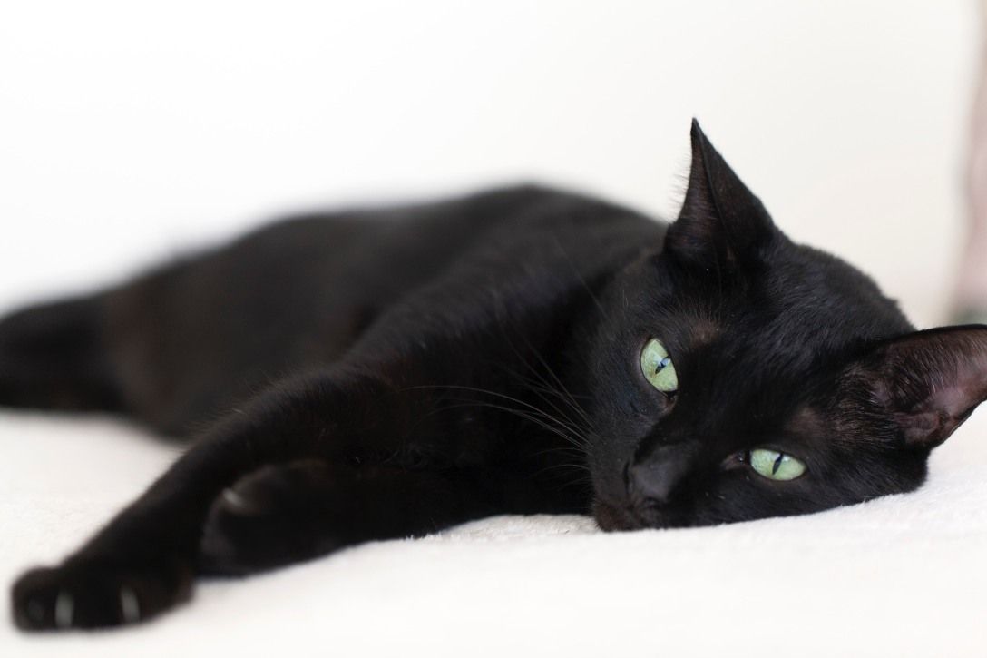 czarny kot (1).jpg