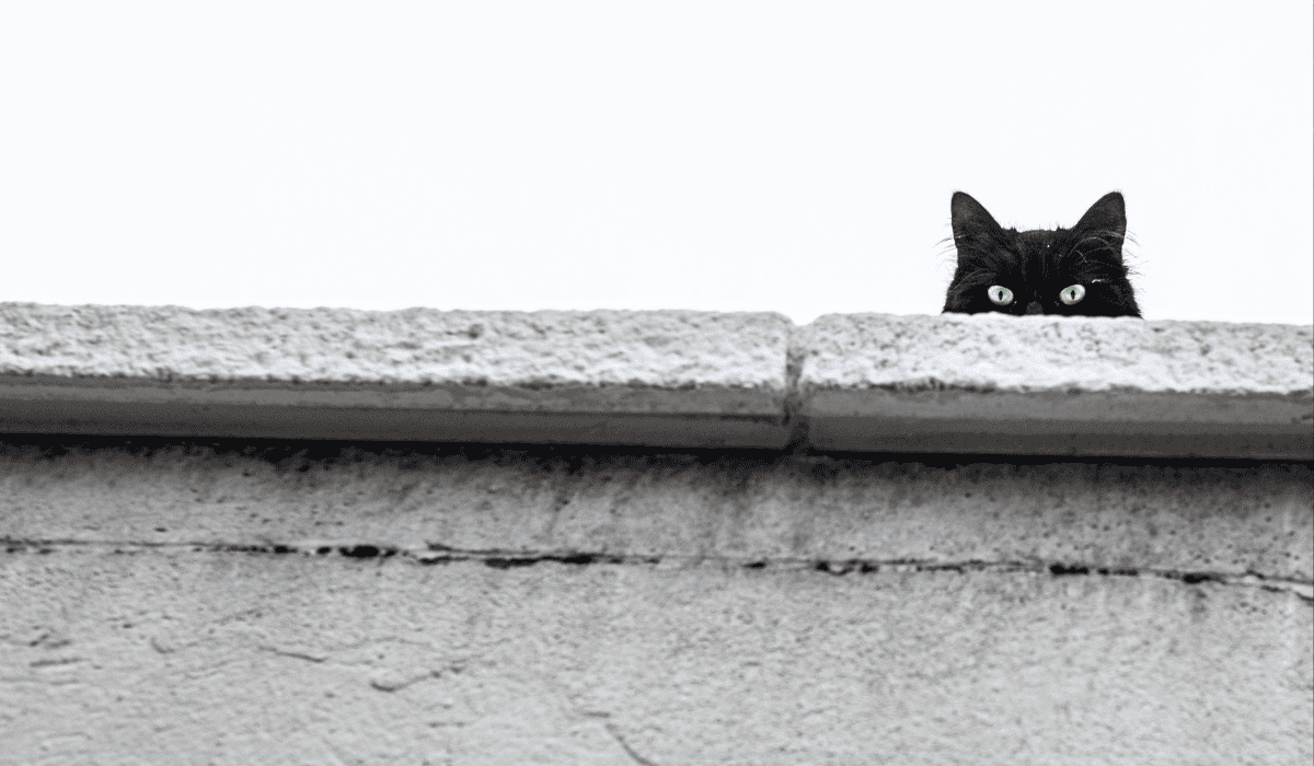 czarny kot pexels