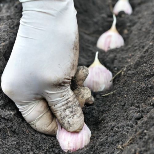 Kiedy sadzić czosnek ozimy? Termin już się zbliża