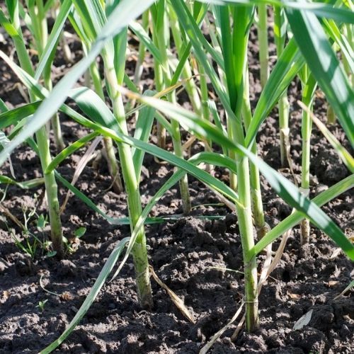 Kiedy sadzić czosnek ozimy? Termin już się zbliża