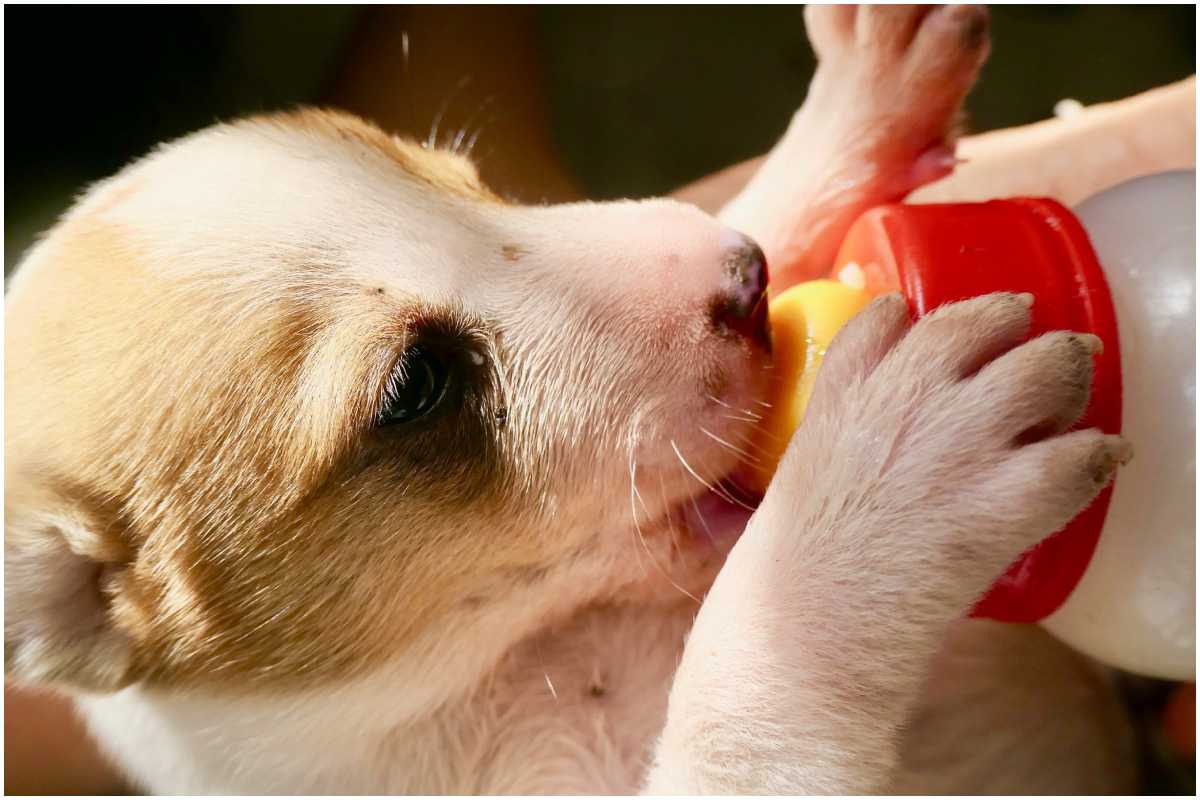 czy pies może pić mleko.jpg