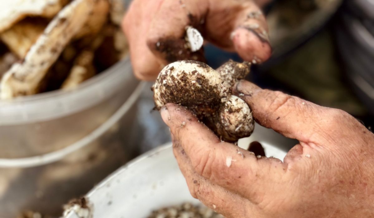 Jak gwałtownie oczyścić grzyby? Patent doświadczonych grzybiarzy