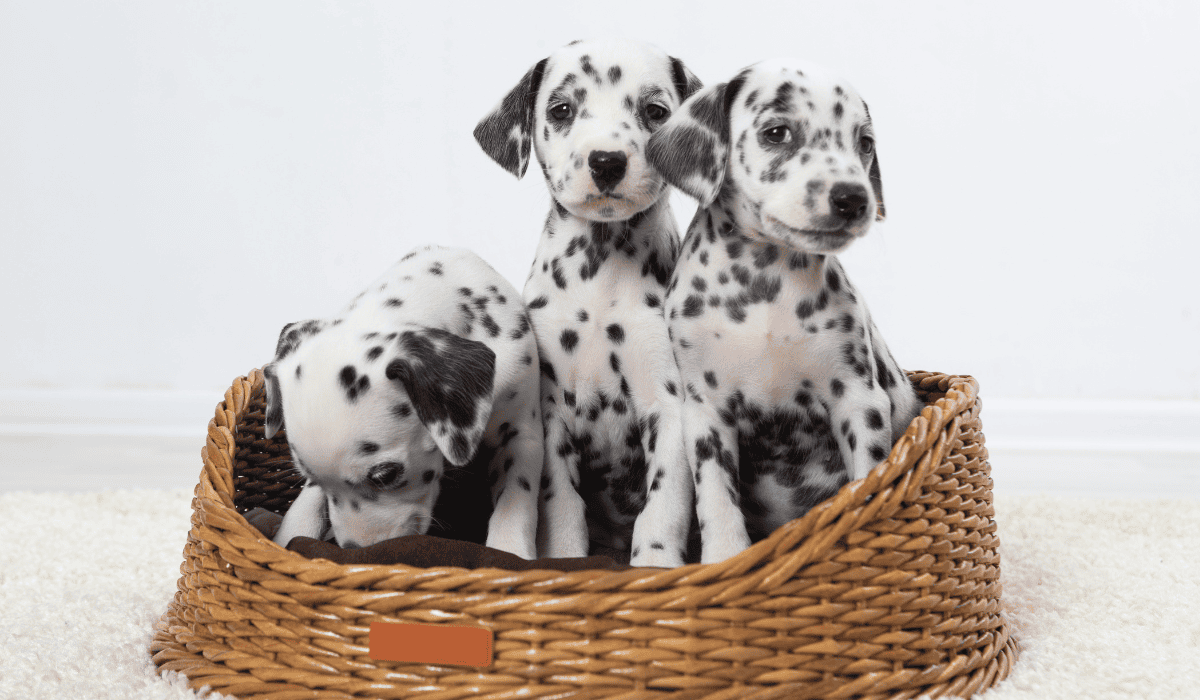 Rozpoznaj rasę psa na podstawie zdjęcia szczenięcia
