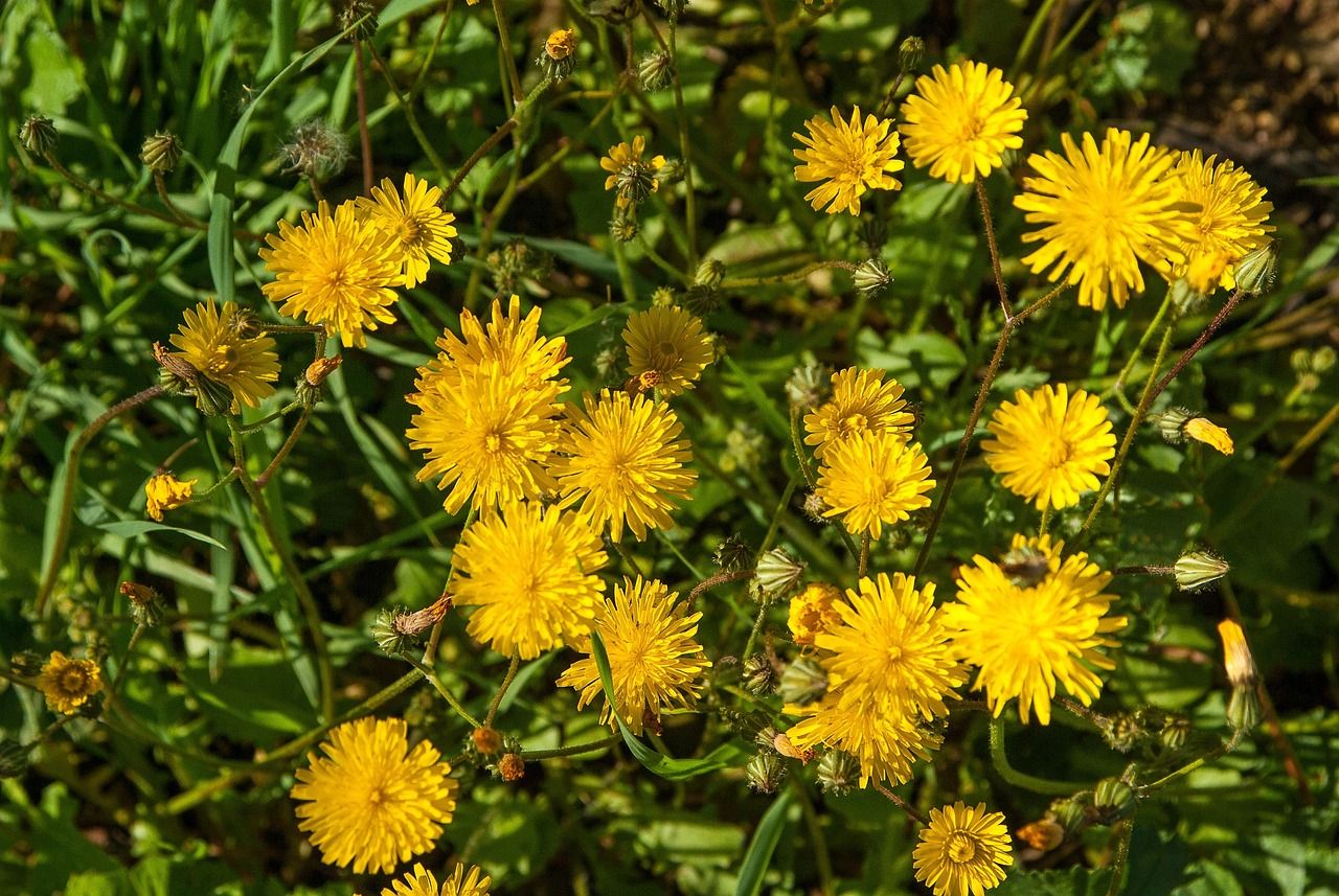 dandelions-2175983_1280.jpg