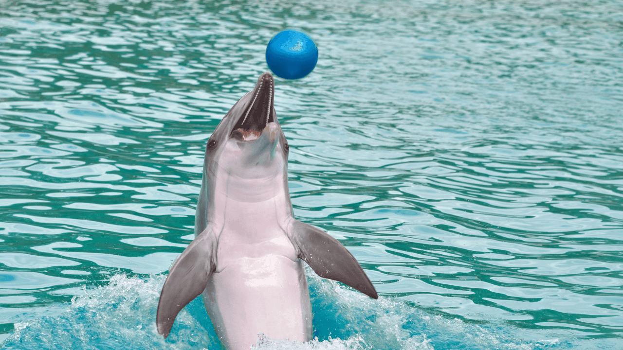 delfiny.png