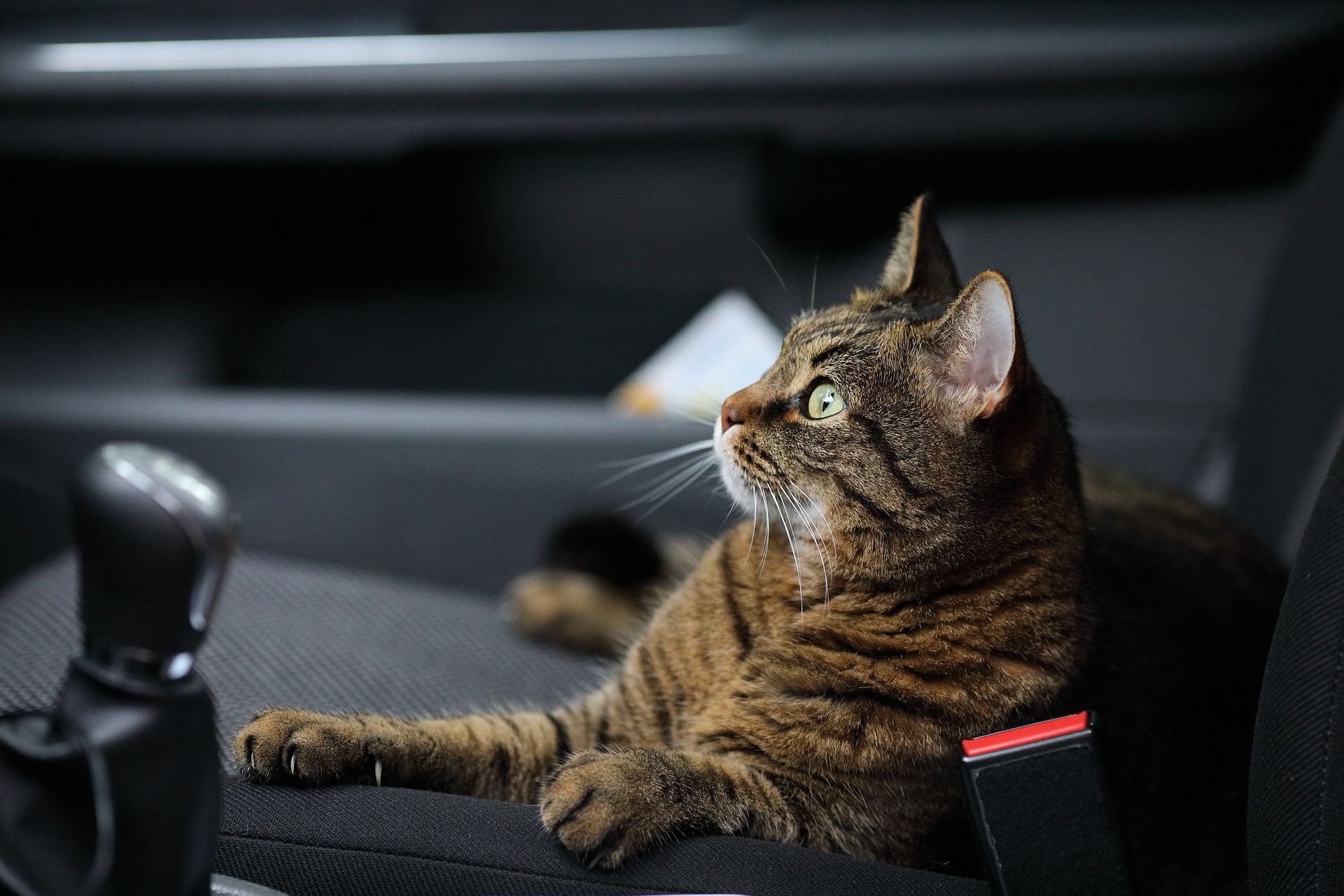 Przewożenie kota w samochodzie: jak robić to bezpiecznie?