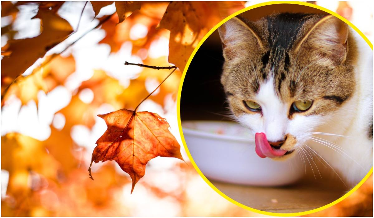 Jak zadbać o zdrową dietę kota jesienią?