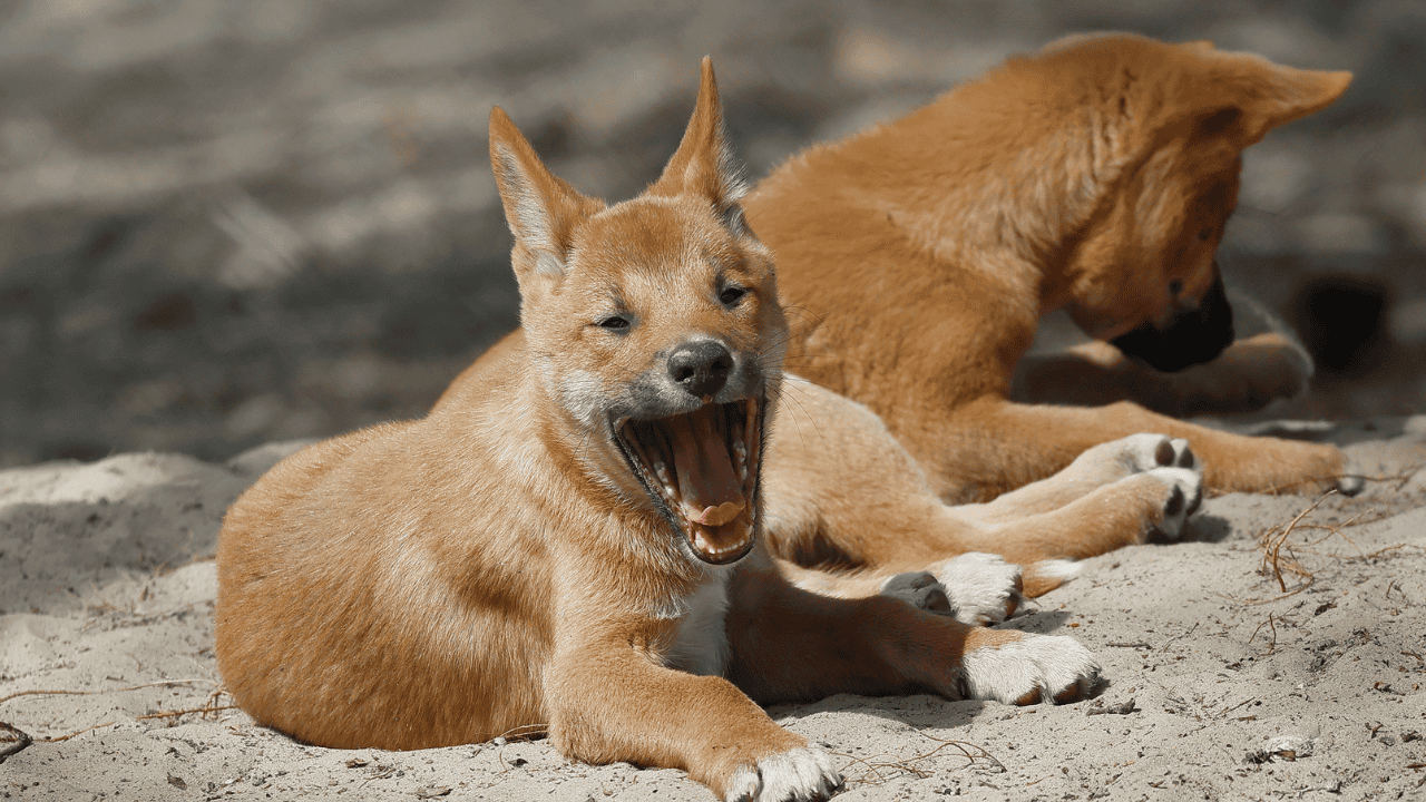dingo australijski