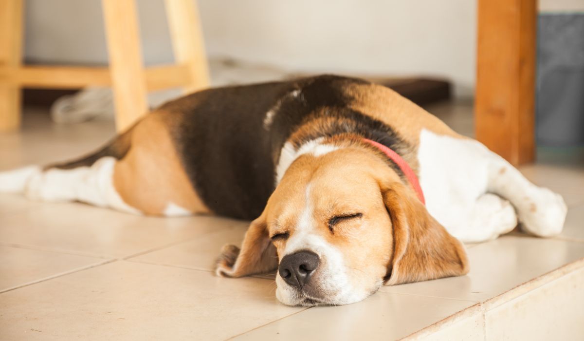 Dlaczego pies szczeka przez sen? Czy to powód do obaw?