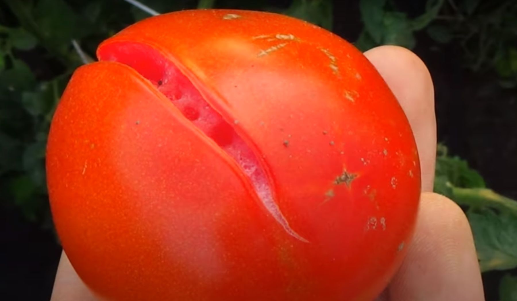 dlaczego pomidory pękają