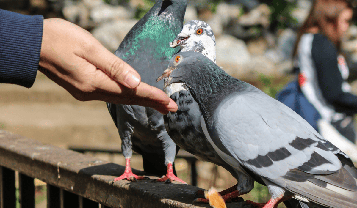 Dokarmianie gołębi