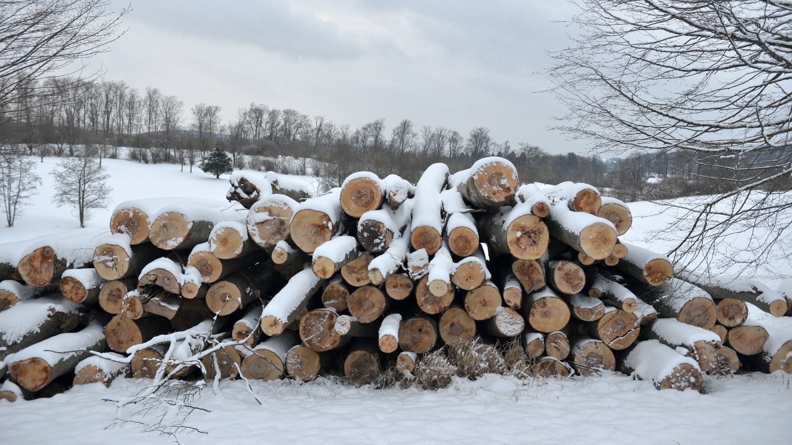 Czy Polakom zabraknie drewna na opał? Lasy Państwowe nie pozostawiają złudzeń
