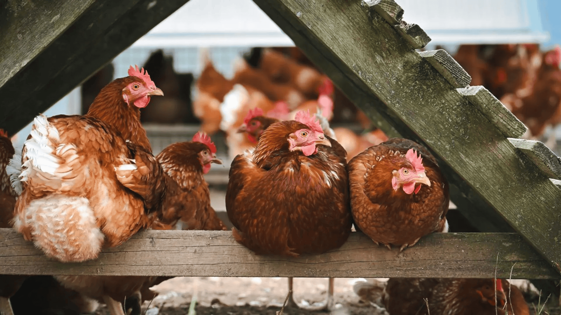 Nowe ognisko choroby u drobiu. Weterynarze znów w gotowości