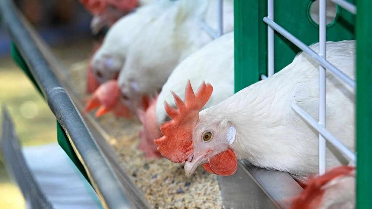 Zatrzęsienie na rynku jaj. Eksperci biją na alarm, ceny poszybują ostro w górę