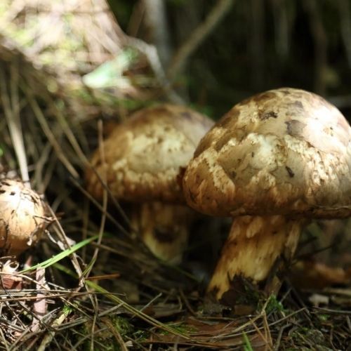 Najdroższe grzyby świata rosną w Polsce. Cena? Ponad 8 tys. zł za kilogram