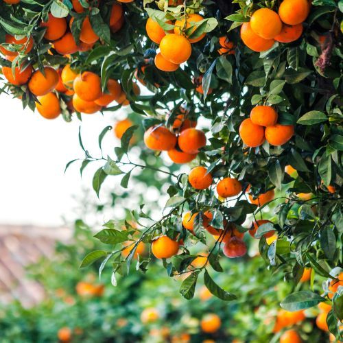 drzewka pomarańczowe