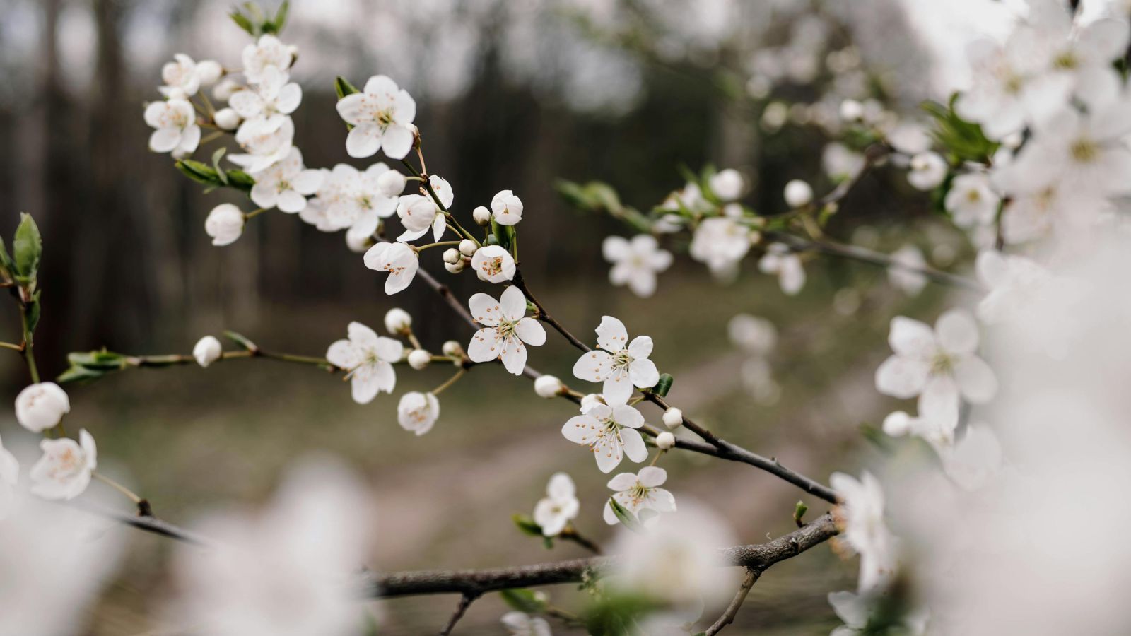 IMGW wydało alerty dla całej Polski. W tych miejscach nawet -8 st. C