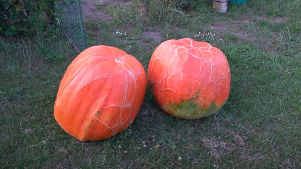 Gigantyczne dynie w Wieruszowie. Właściciel zdradził sekret uprawy tych roślin, niesamowite! 