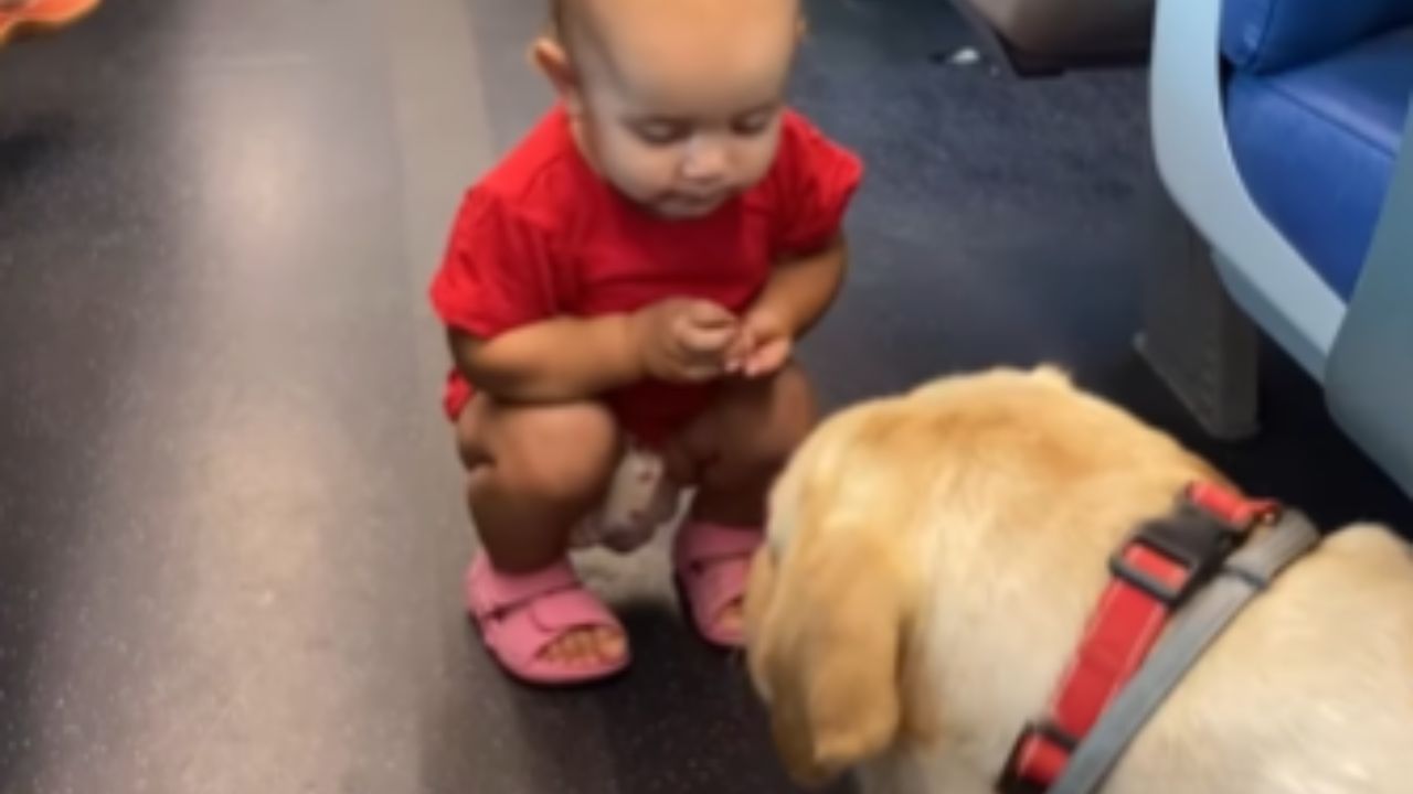 dziecko z psem