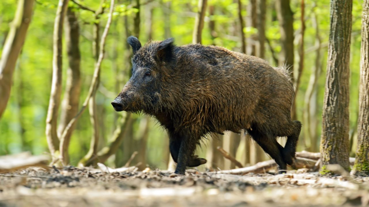 Rząd bada kolejny możliwy akt dywersji. Martwe zwierzę zarażone groźną chorobą
