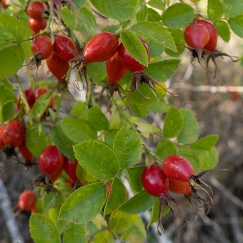 Szwedzki przepis na konfiturę z dzikiej róży. Najlepsza do pączków