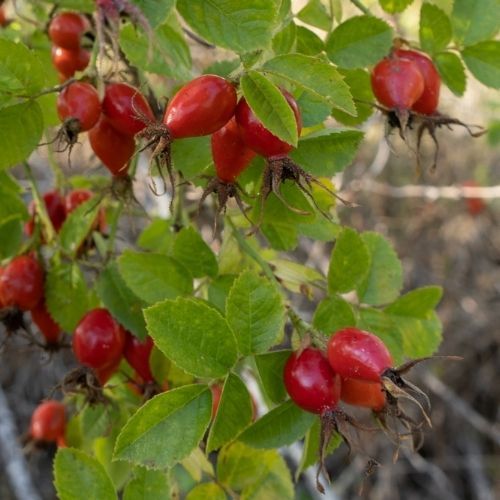 Zbieram je we wrześniu i robię najlepszą konfiturę. Rodzina ciągle o nią prosi 