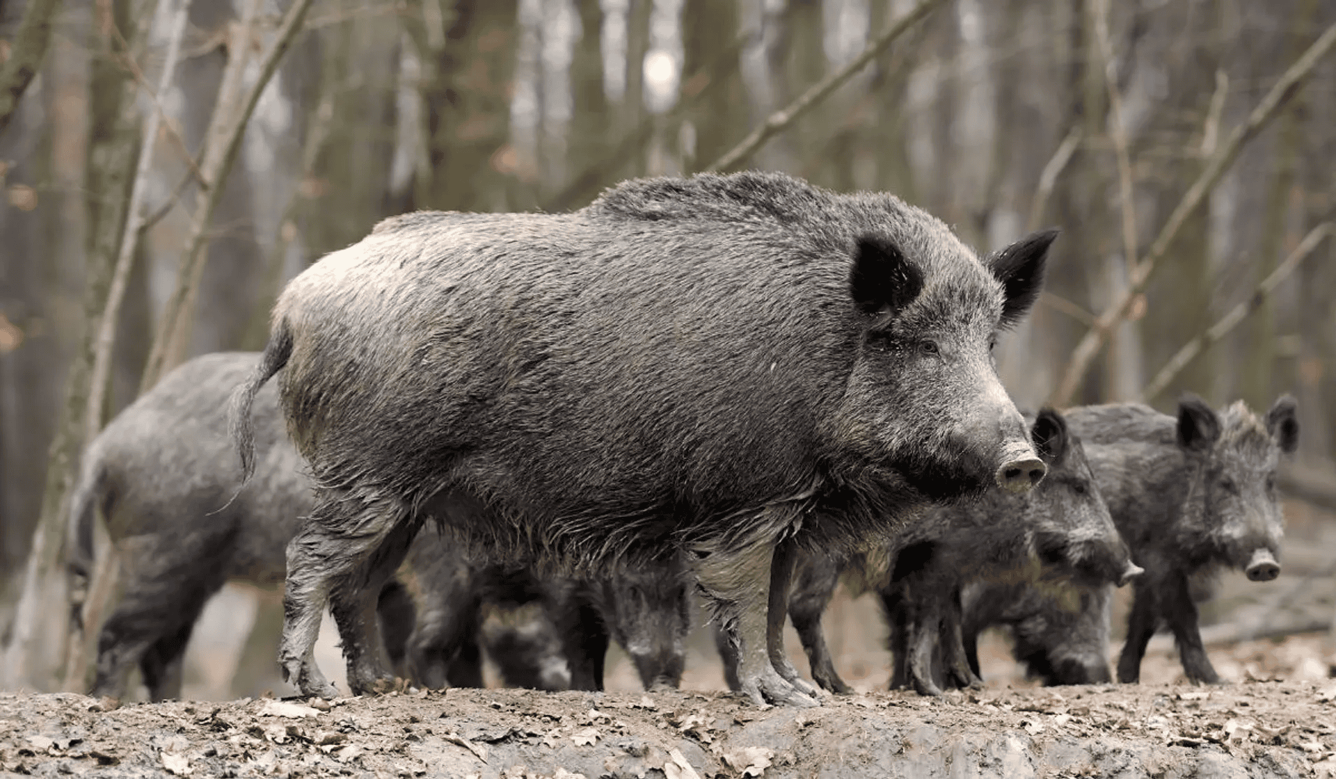 Zagrożenie w lasach powiatu piotrkowskiego. Służby na tropie