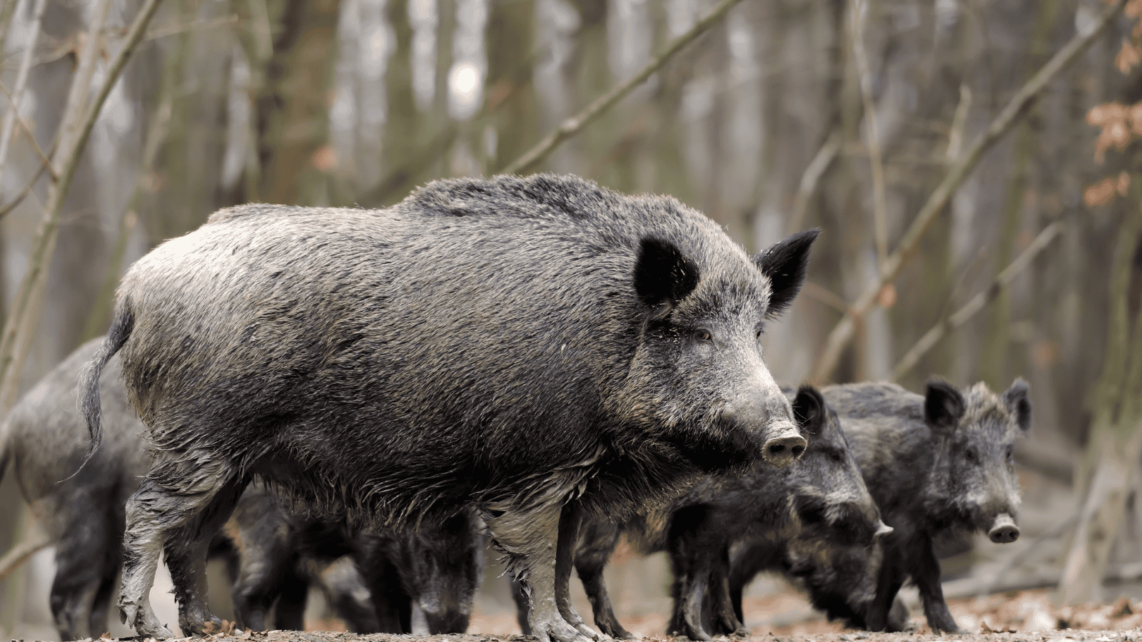 Powołano zespół zarządzania kryzysowego. Niepokojące sygnały z centralnej Polski