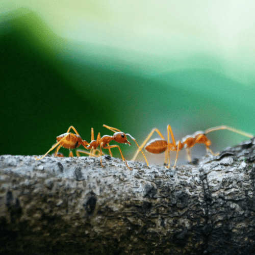 ekologiczny oprysk na mrówki